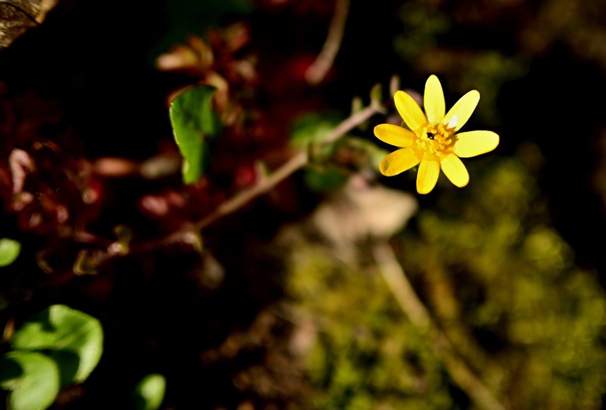 The first spring yellow