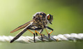Robberfly on the electric fence