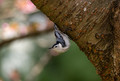 A White Breasted Nuthatch