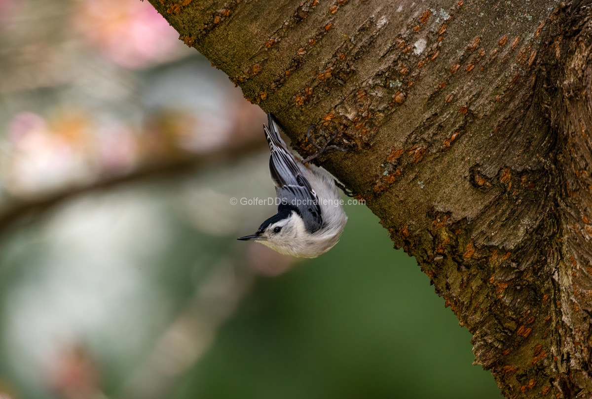 A White Breasted Nuthatch