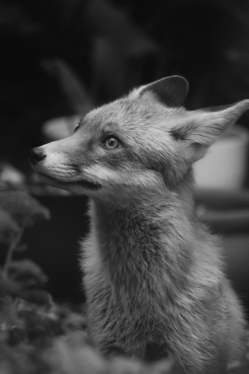 Fantasic Mr Fox