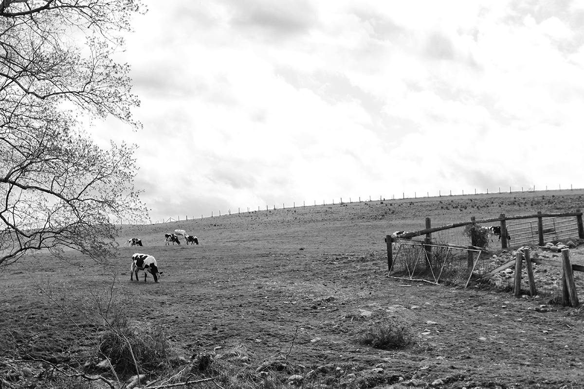 Spring Hill Pasture