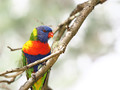 Rainbow Lorikeet