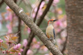 Red Bellied Woodpecker