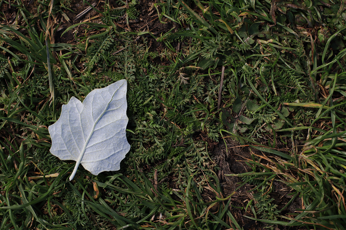 New Leaf