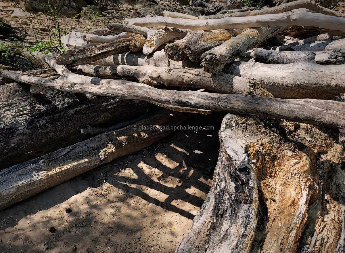 Driftwood Shelter