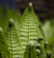 Ferns uncoiling