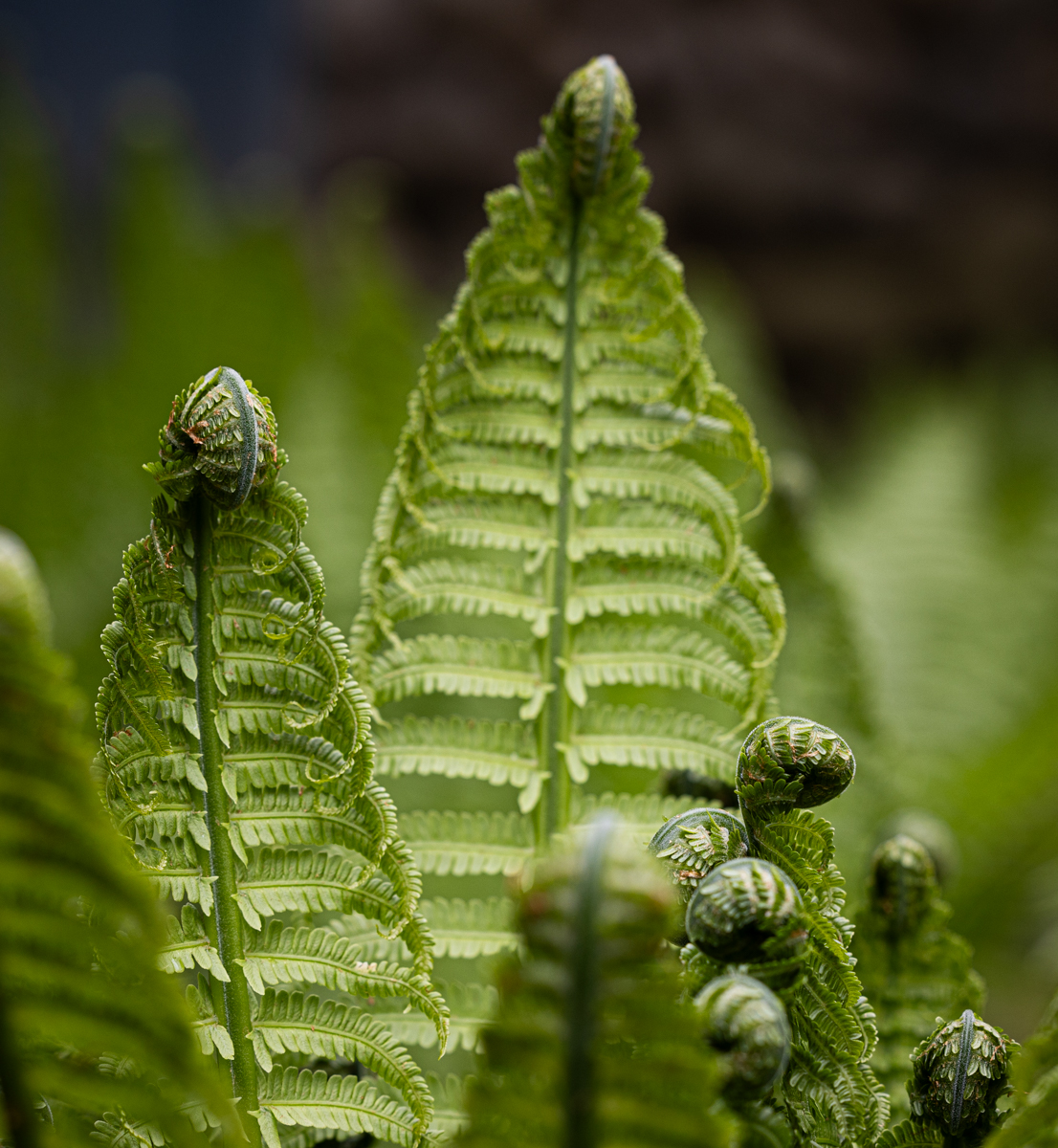 Ferns uncoiling