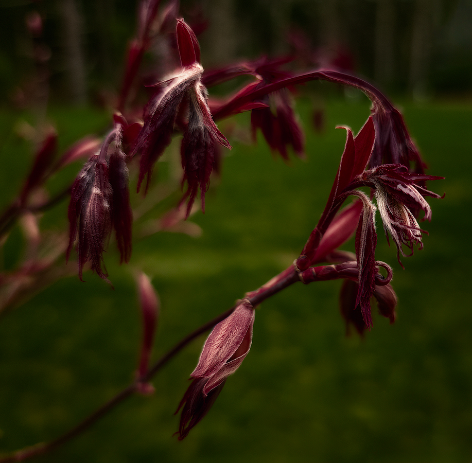 Red Maple Leafing Into Spring