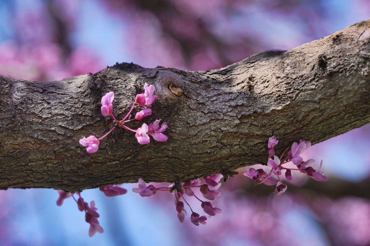 Harbinger of Spring