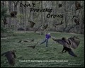 Don't Provoke Crows
