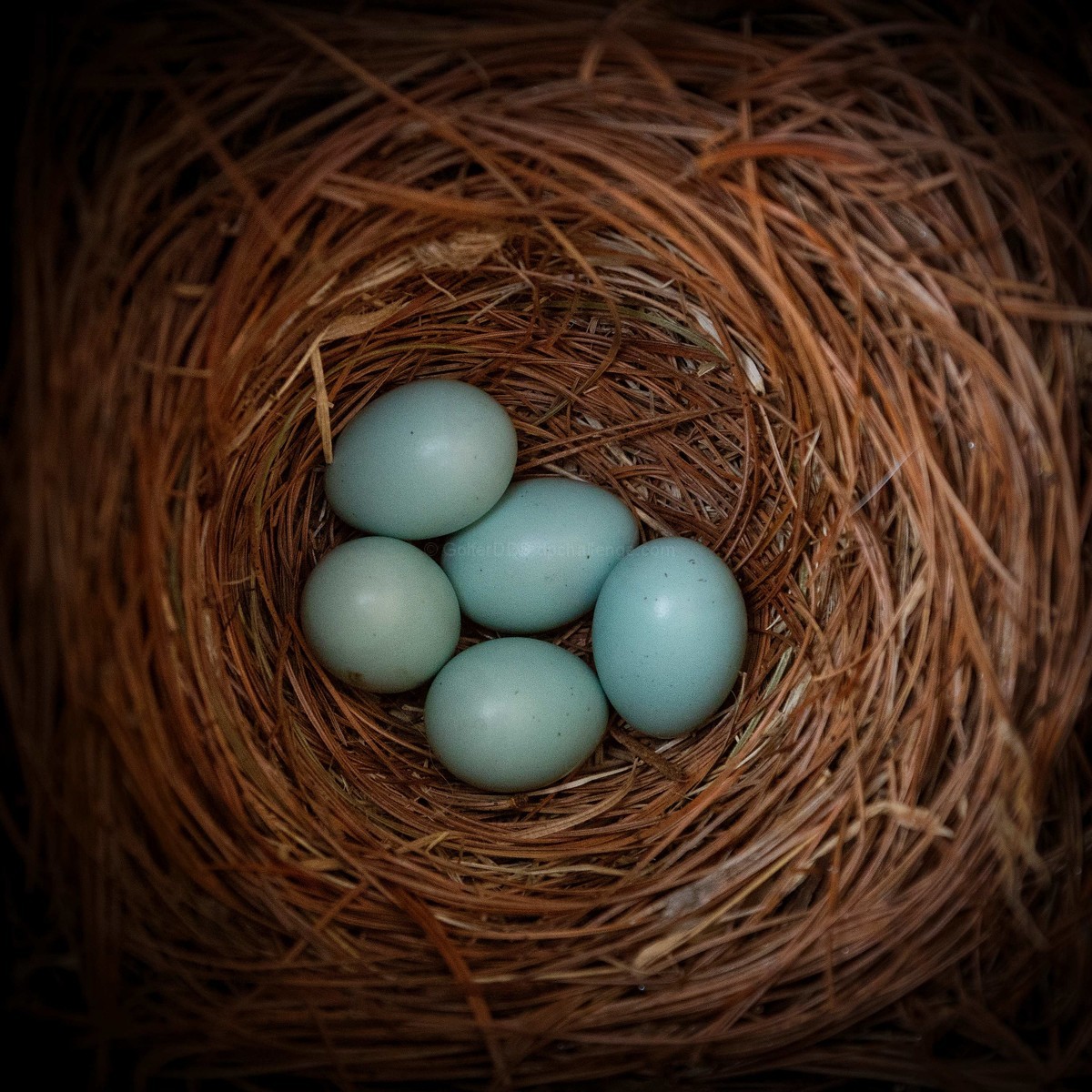 Have You Ever Wondered Why They All Hatch On The Same Day?