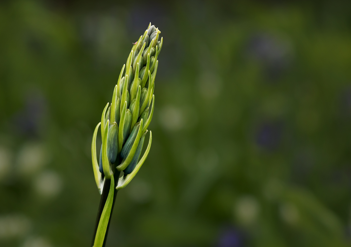 Bluebell Bud