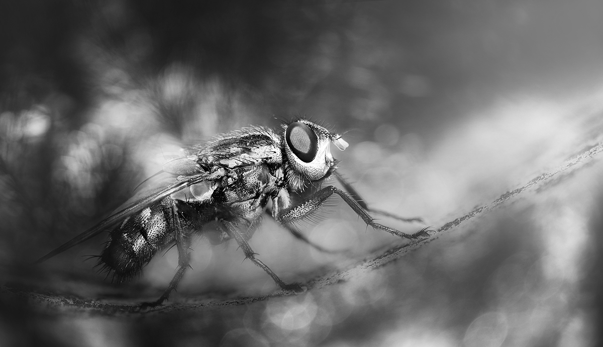 Fly