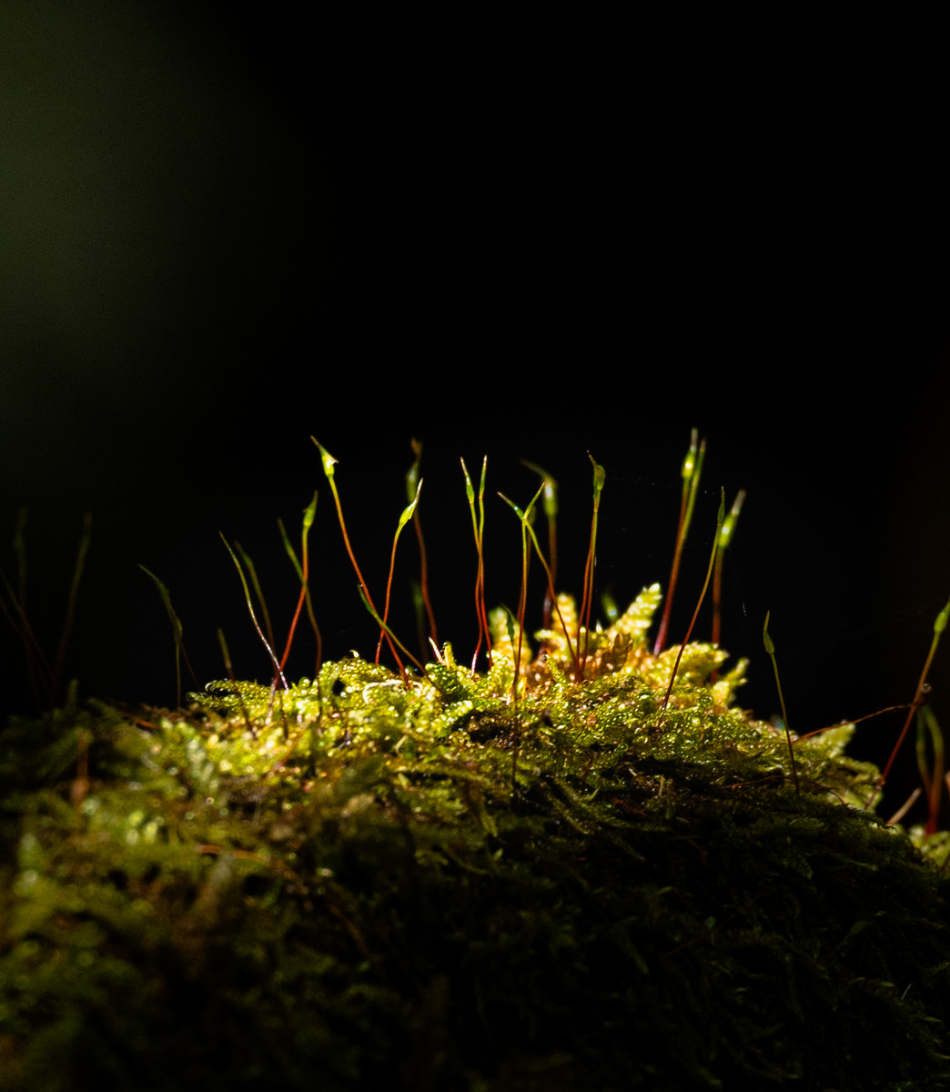 moss reaching for the light