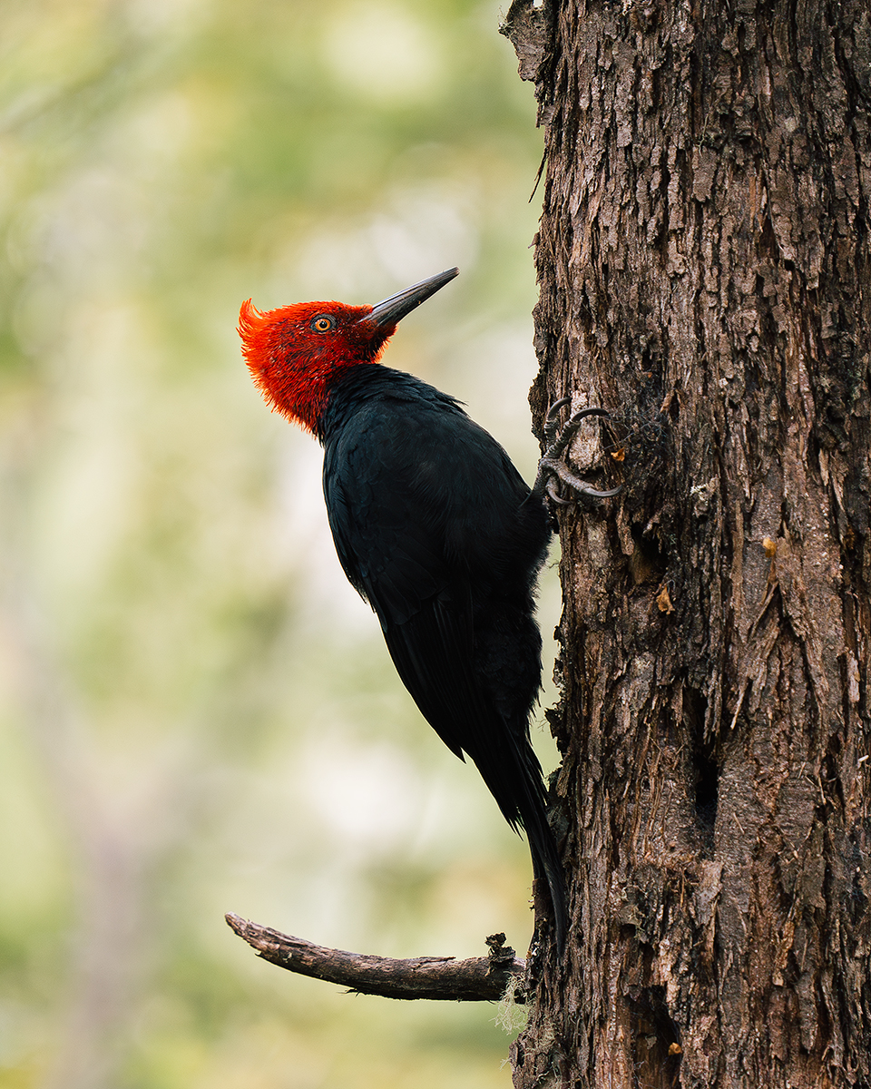 Woodpecker