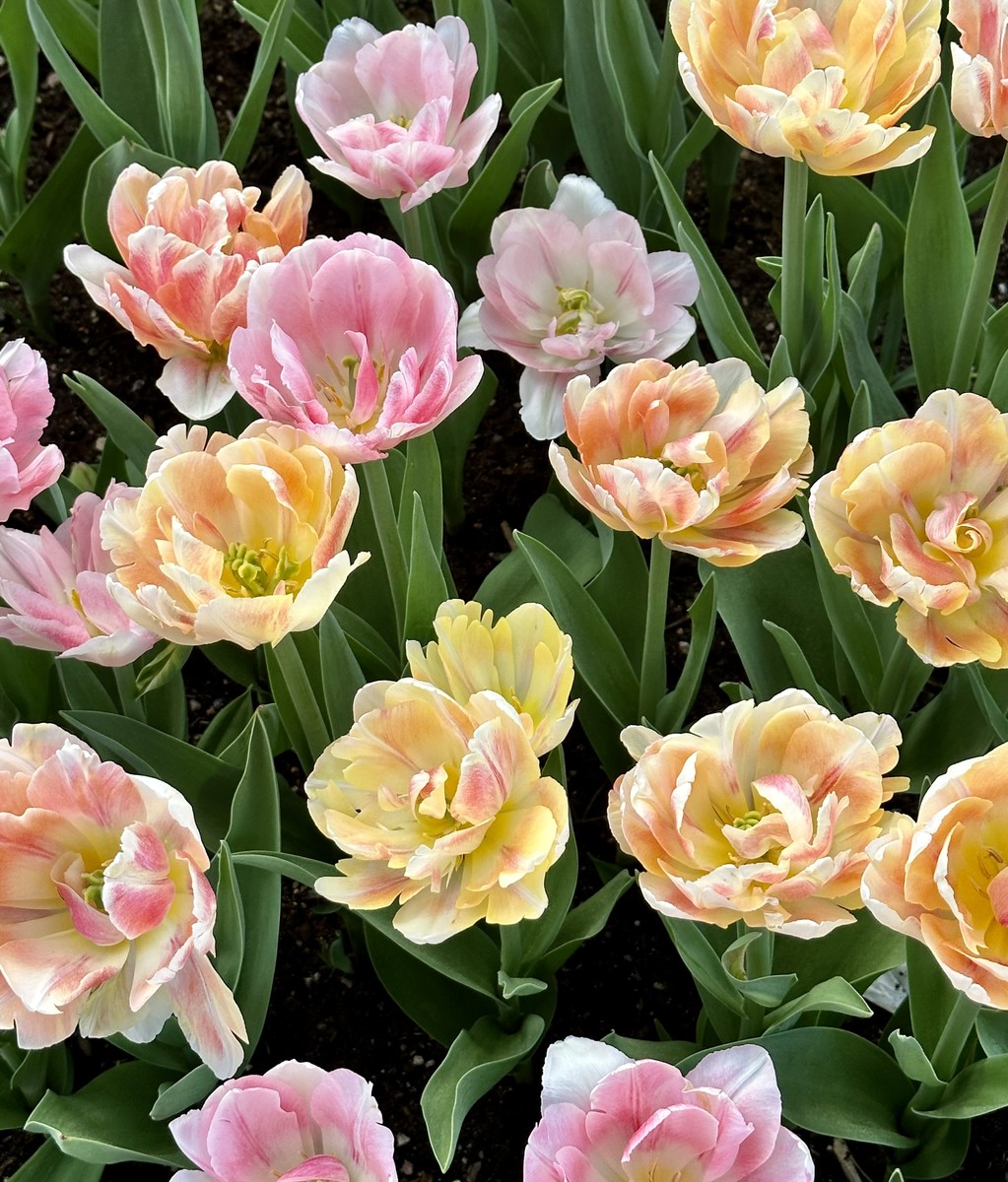 Tulips from Amsterdam 