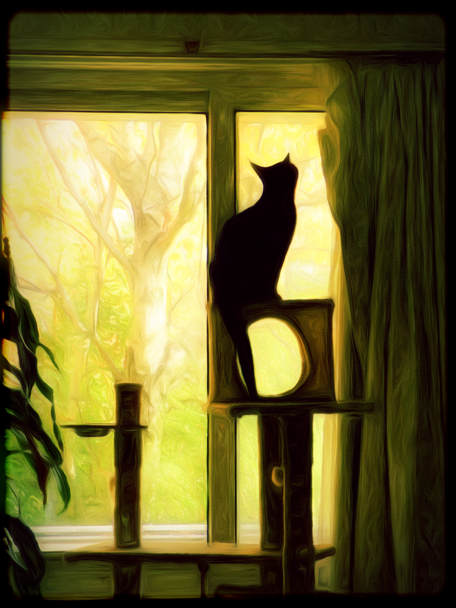 Willow by the Window