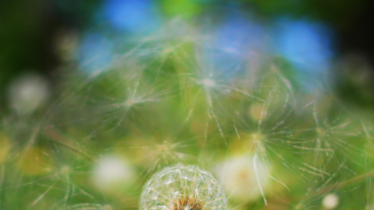 dandelion dreams