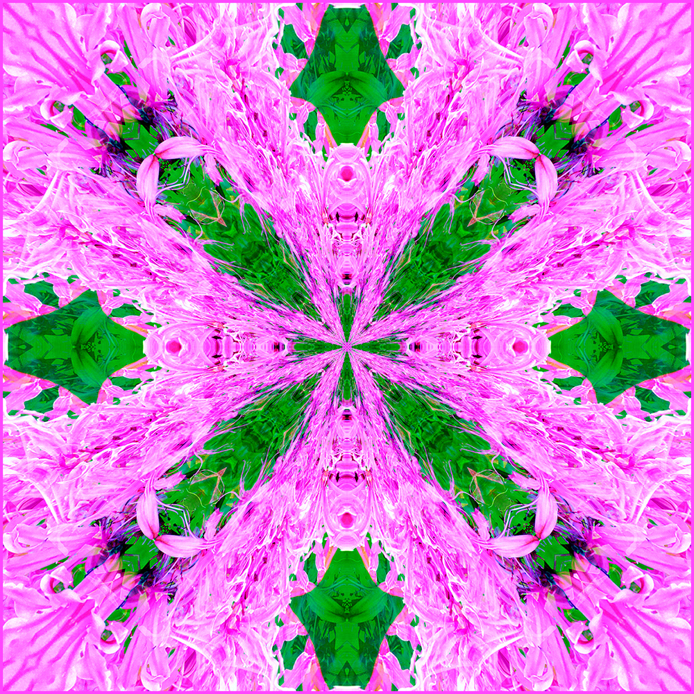 Nerines in the Grass