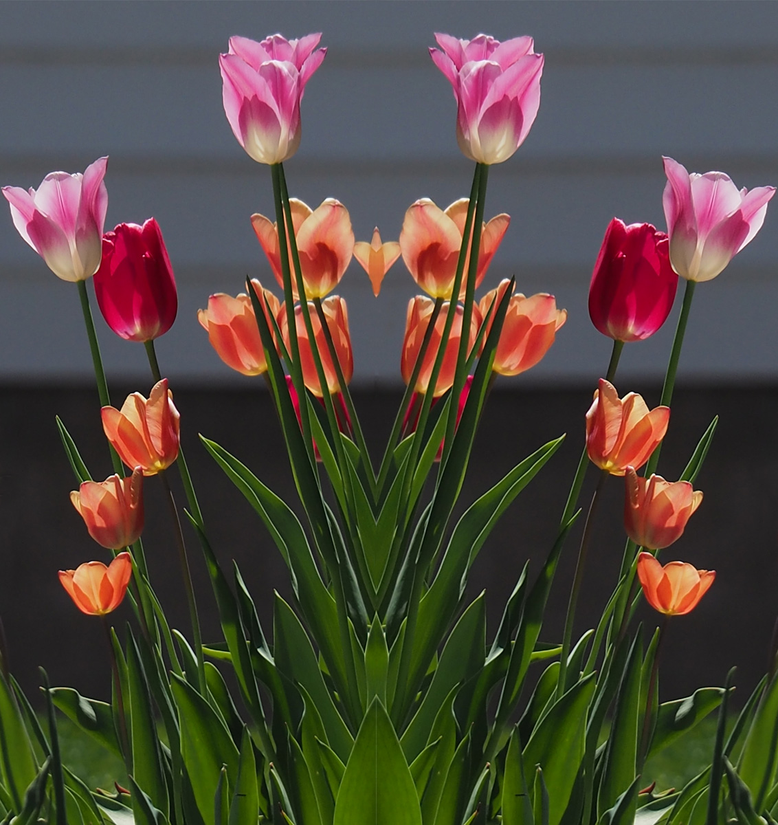 Tulips