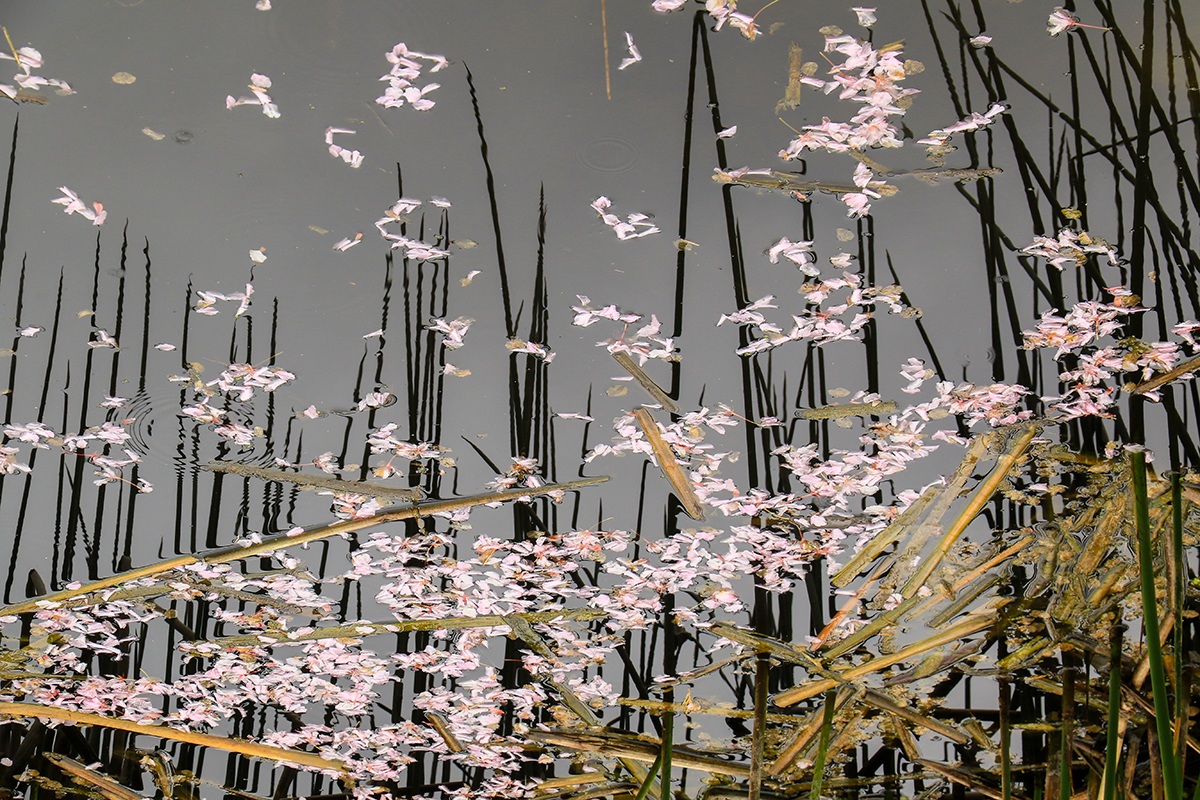 Pond