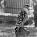 Hawk on a Tombstone