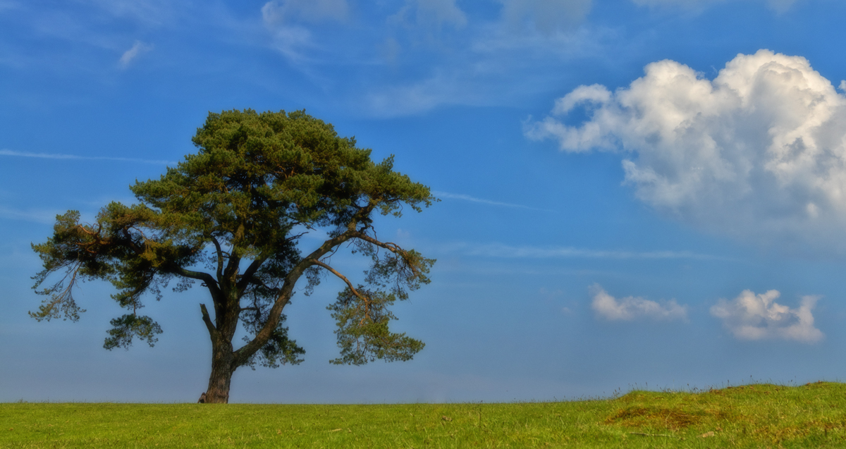 Knole Tree