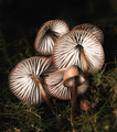 Mushroom textures