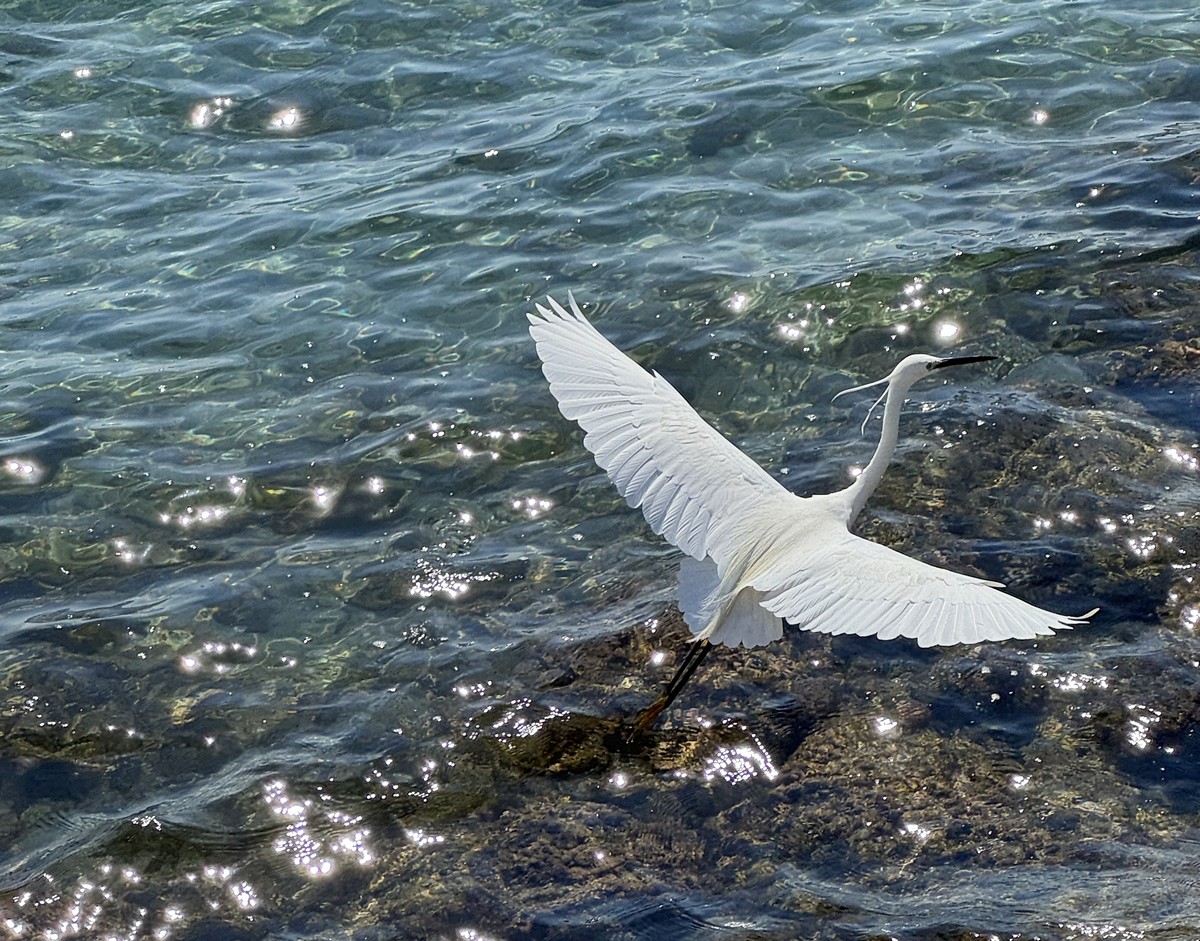 Flight of the egret 
