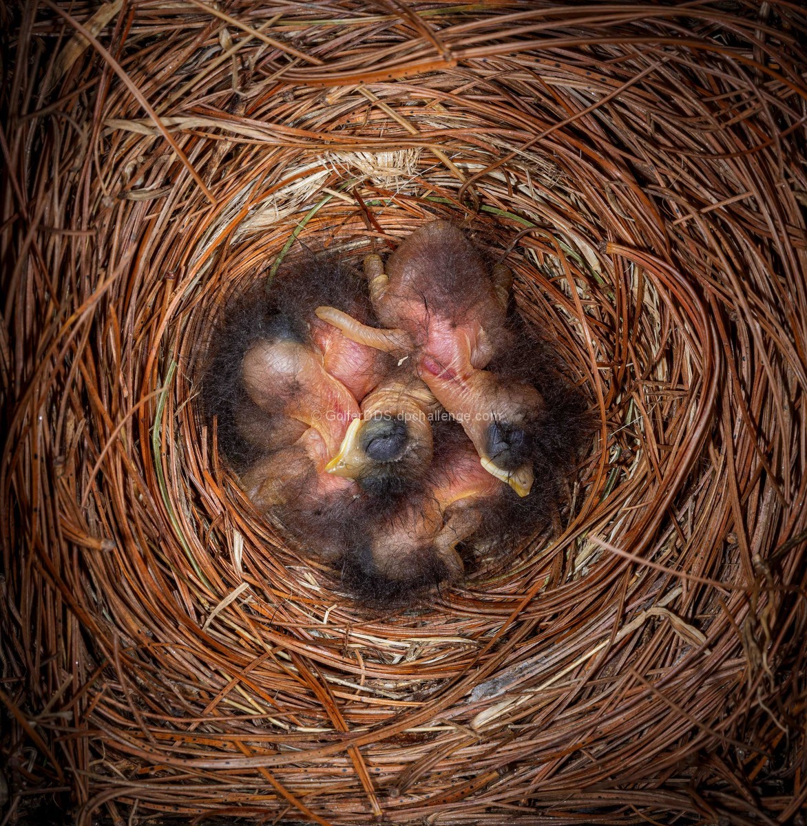 They Hatched! 5 Baby Bluebirds, 2 Days Old