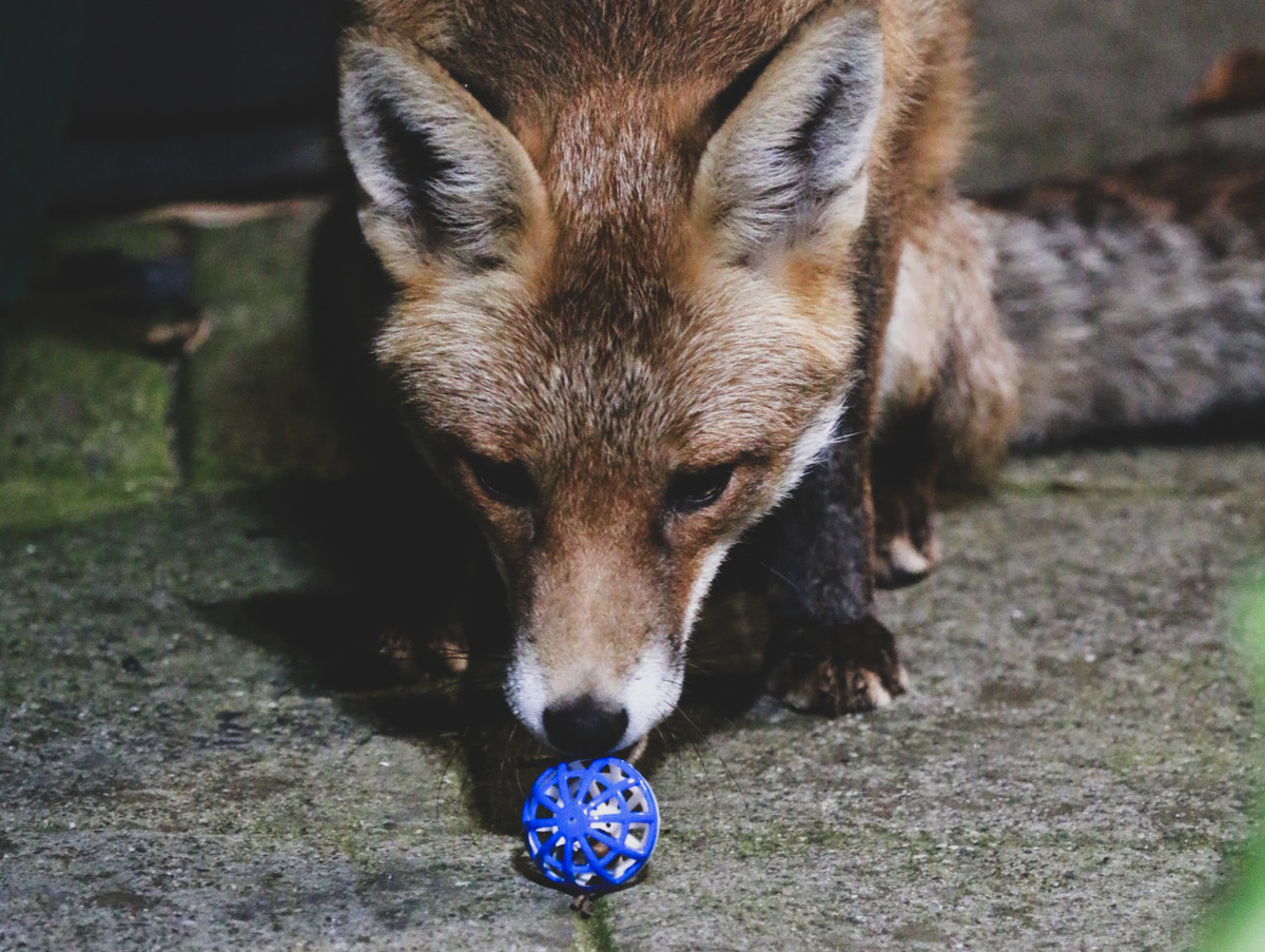 Even Foxes Like Playing 