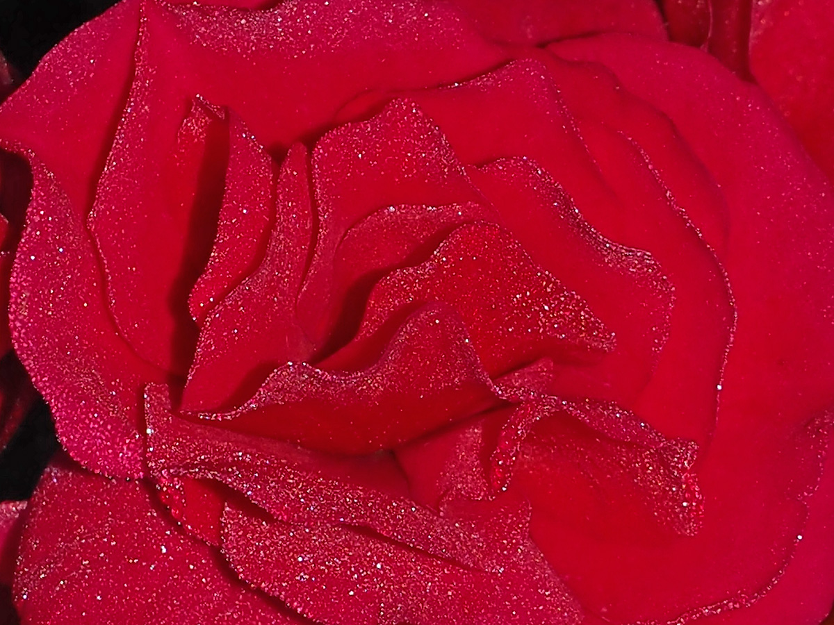Morning Dew