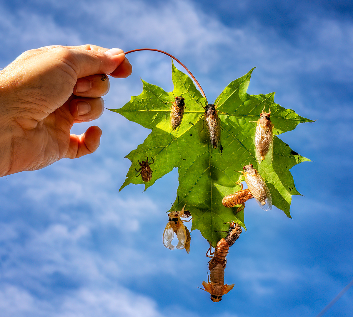 Locusts have no king, yet they advance together in ranks
