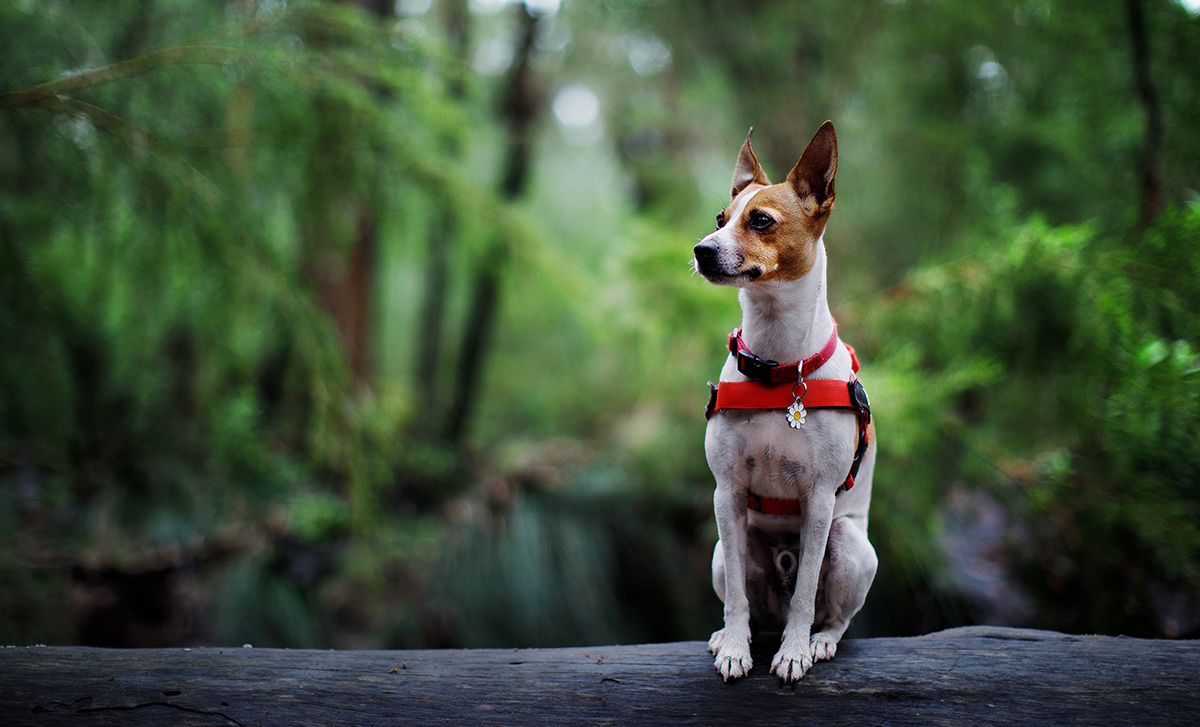 dog on a log