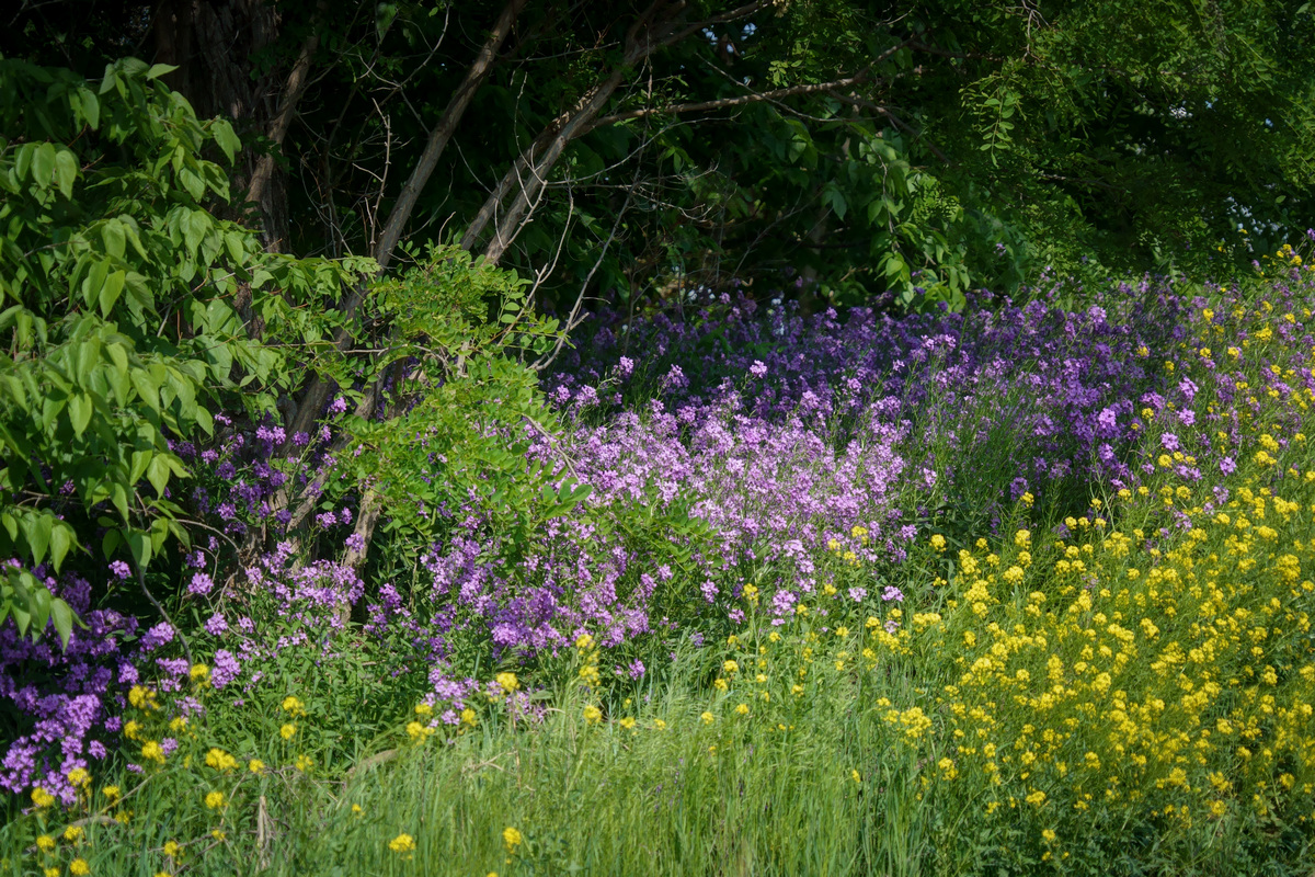 Wild Mustard and Dame's Rocket