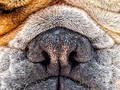 Bulldog