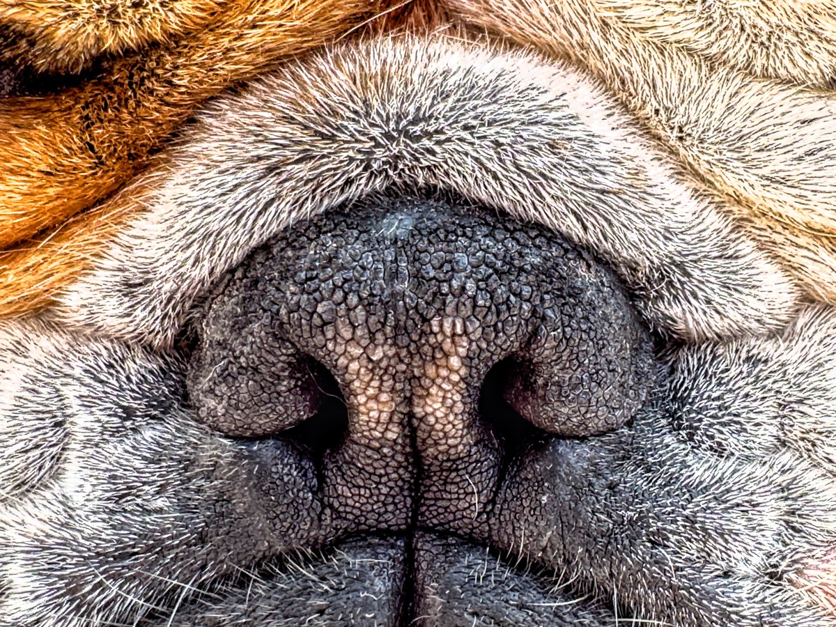 Bulldog