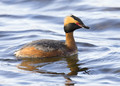 Horned Grebe