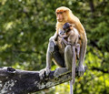 Wild Proboscis Monkey and Baby, Sabah, Malaysia