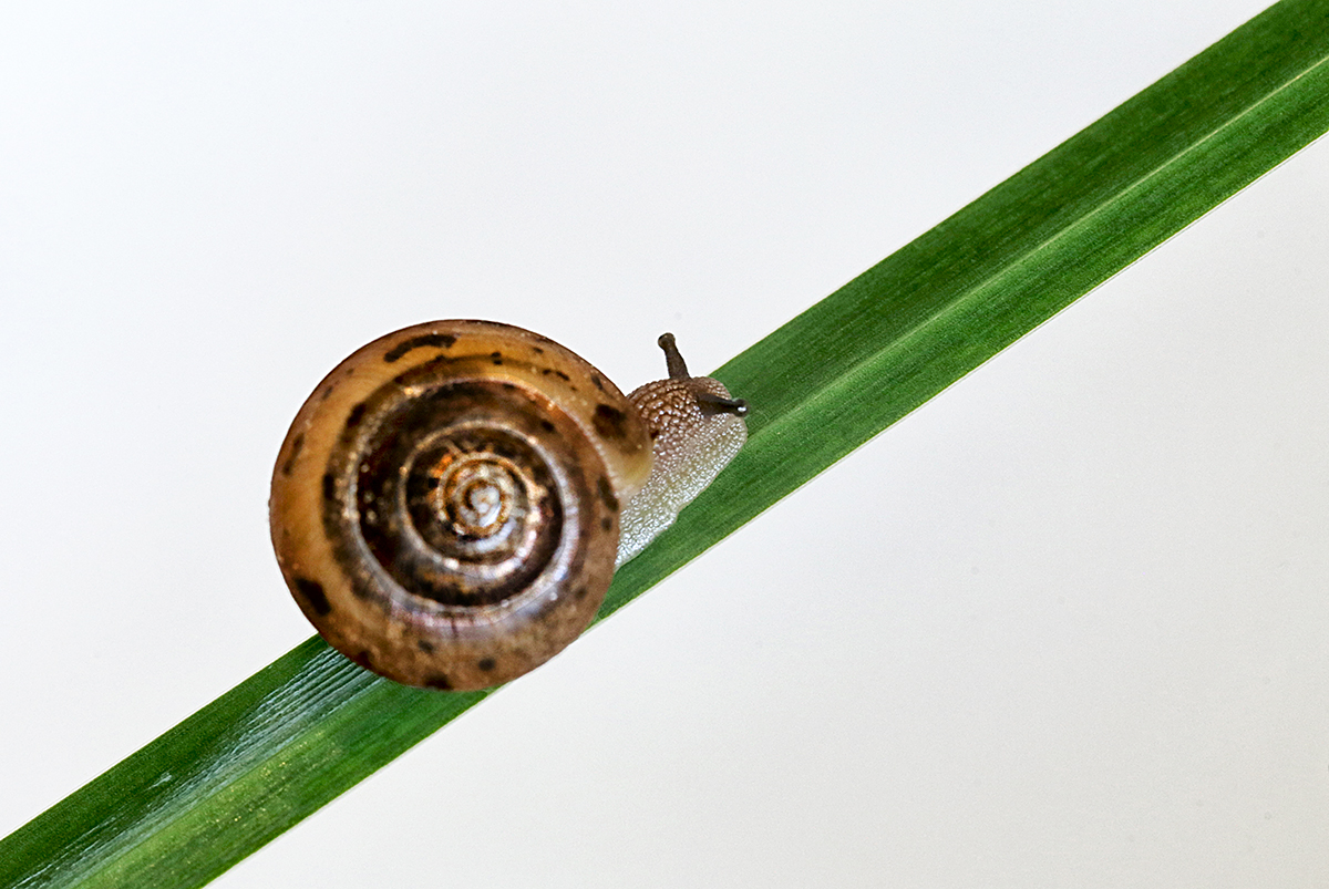 Fauna on a little Flora