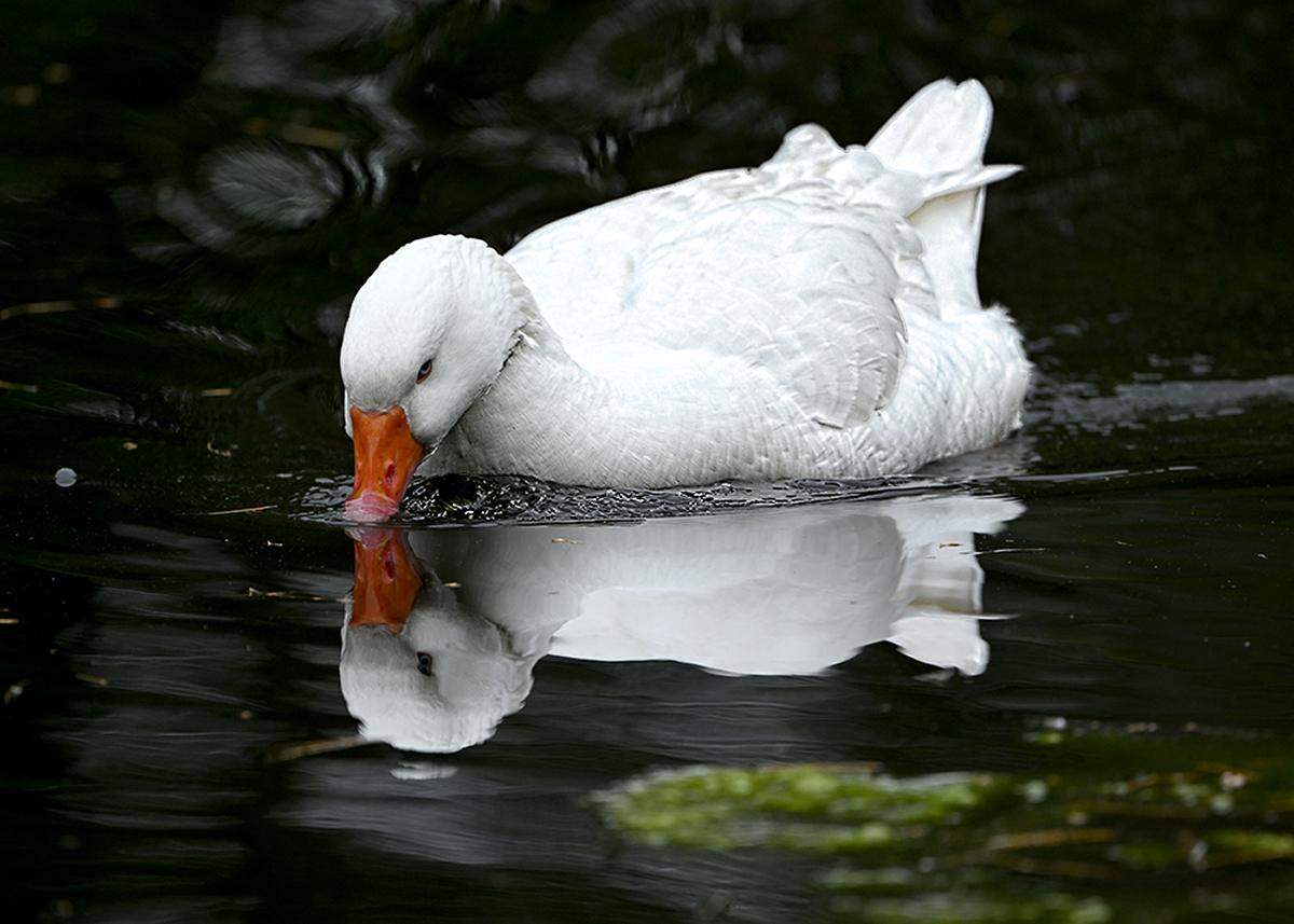 Reflections of beauty