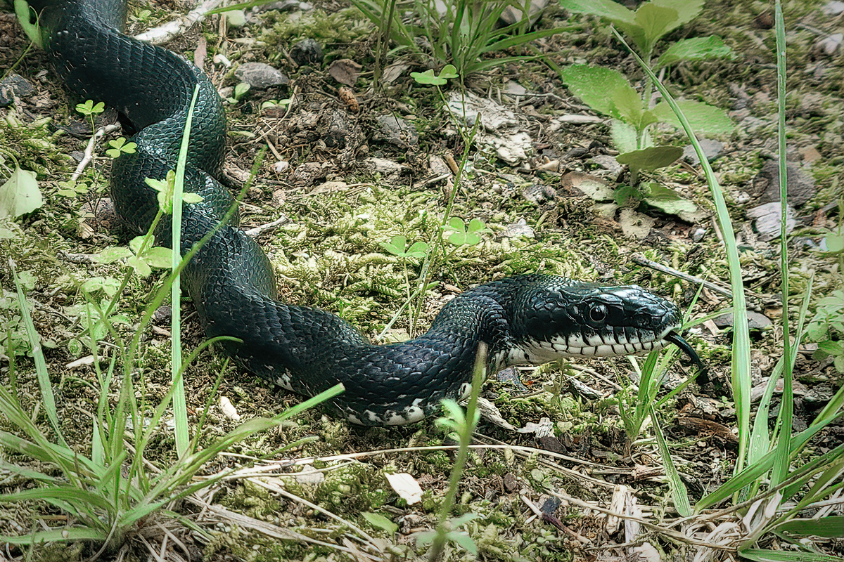 Northern Black Racer