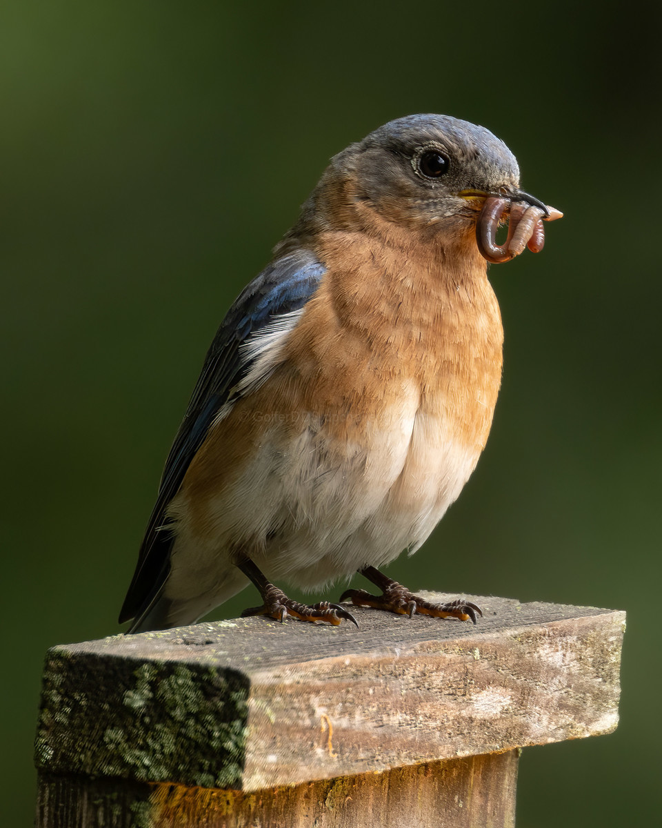 Male Eastern Bluebird