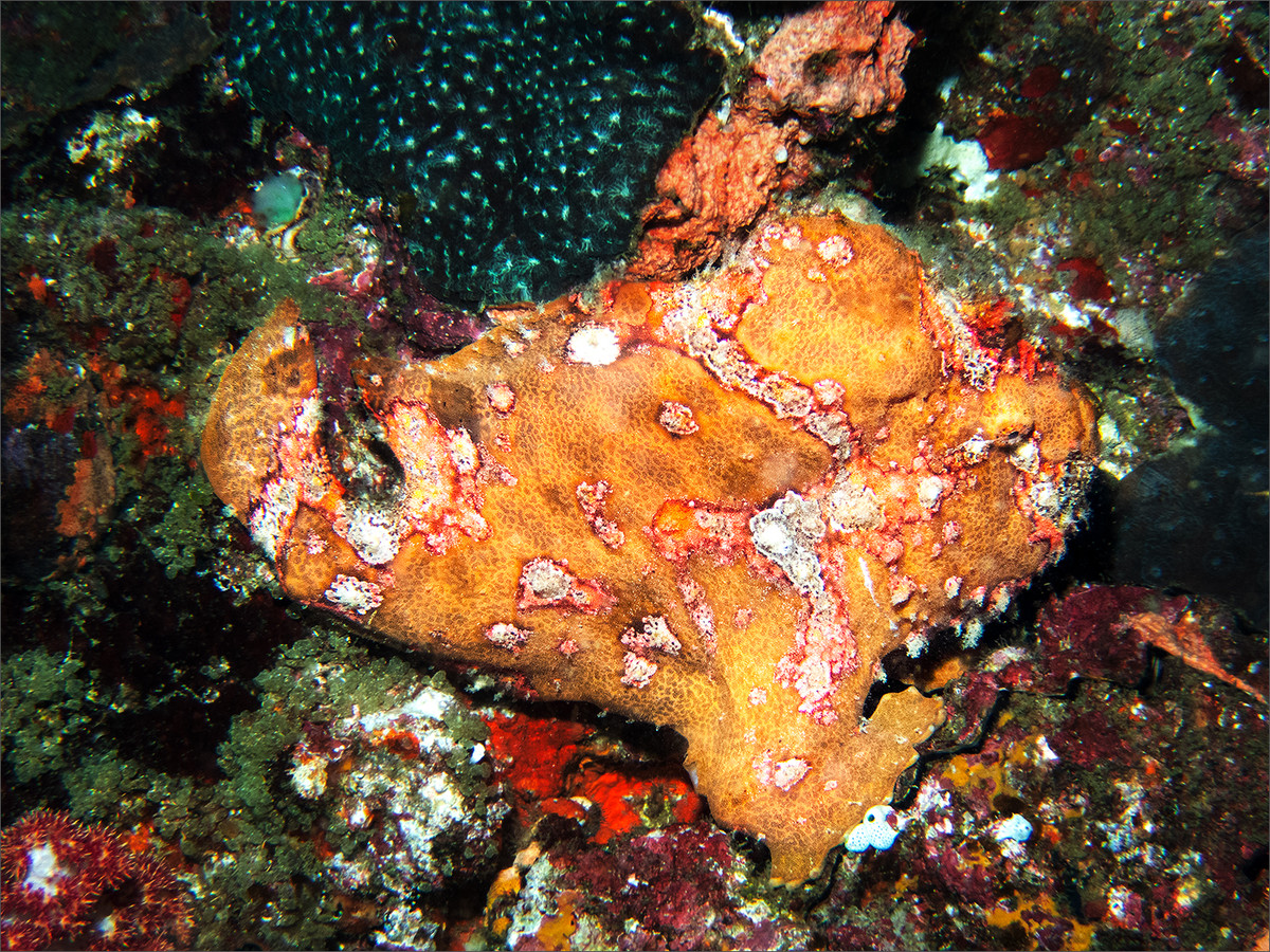 Frog Fish - it really is a fish