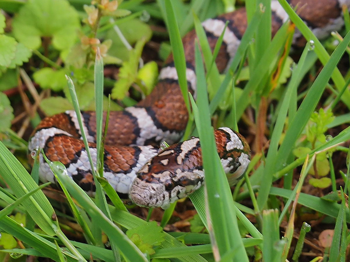 Eastern Milk Snake