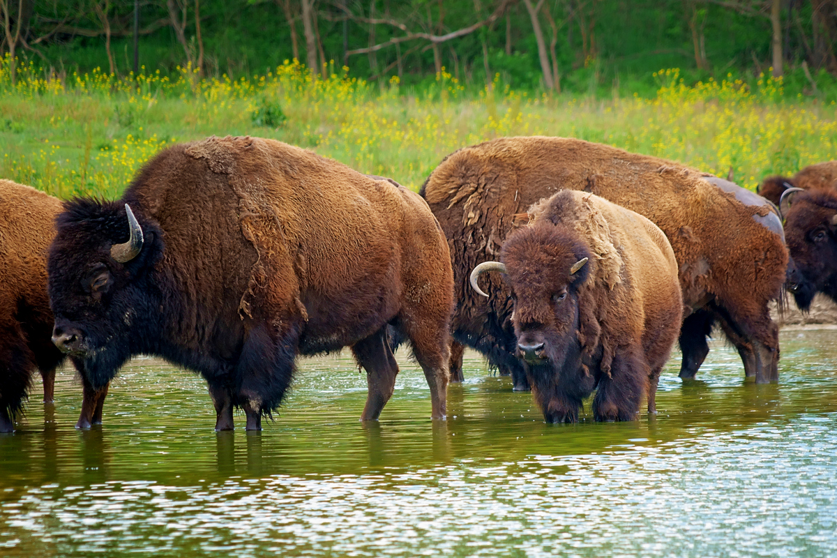 Bison in Spring