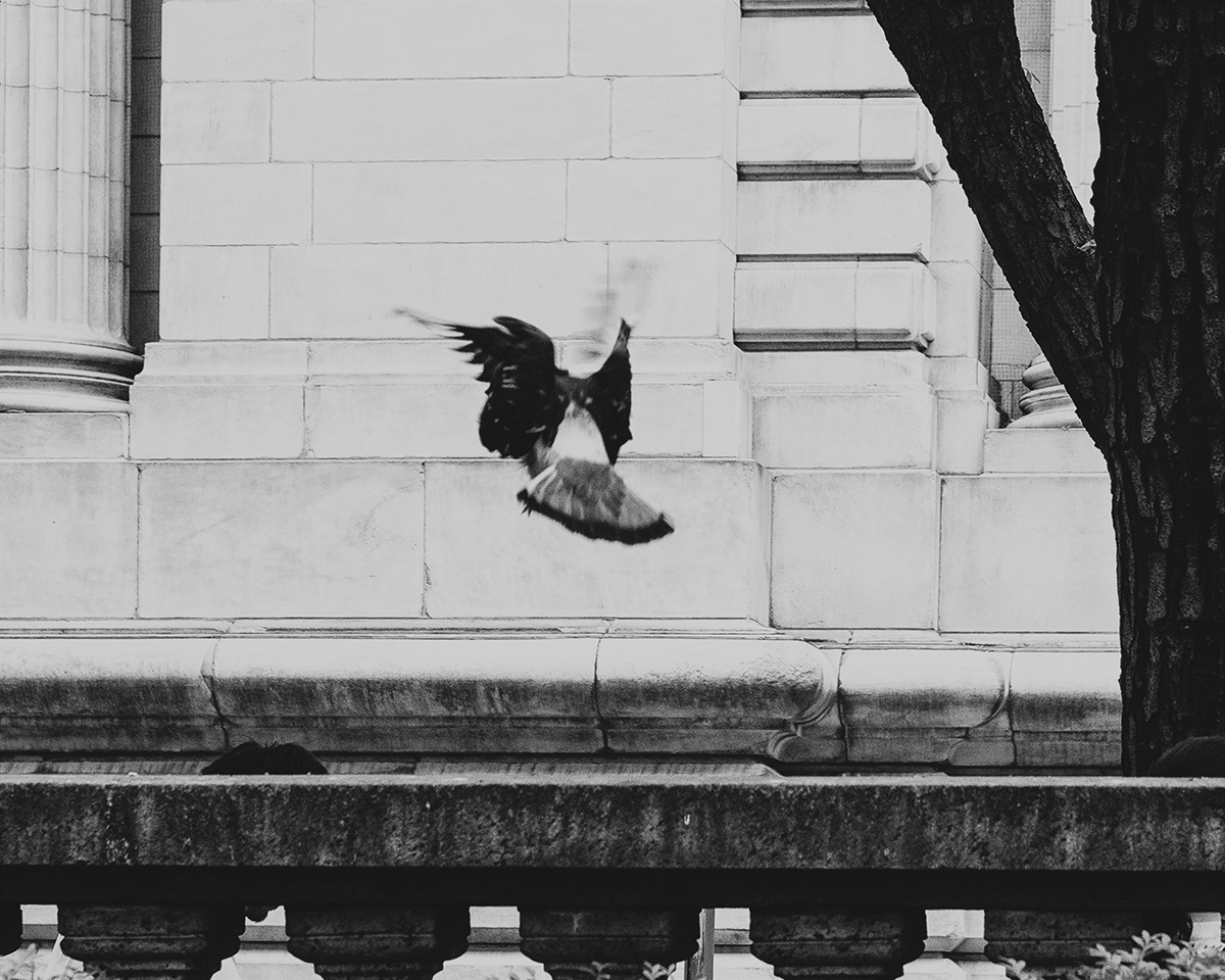 fly by