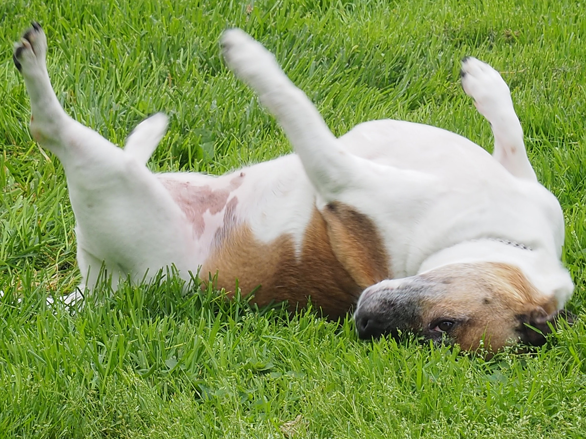 Just Rolling in the Freshly Cut Grass