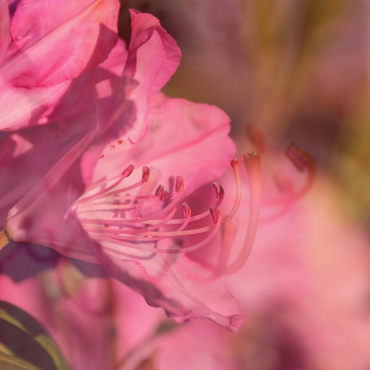 pink mist